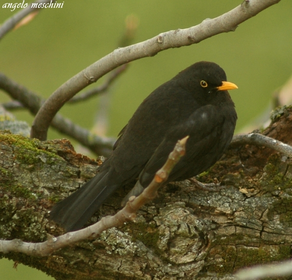 Merlo Turdus merula. semplicemente un maschio e una femmina.